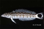Speckled Sandperch (Parapercis hexophtalma)